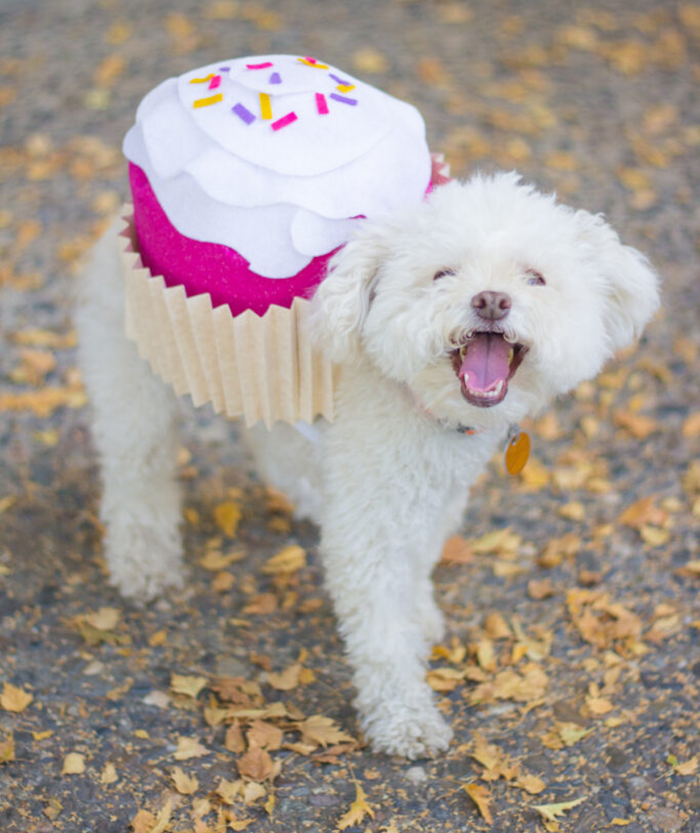 Cupcake Dog