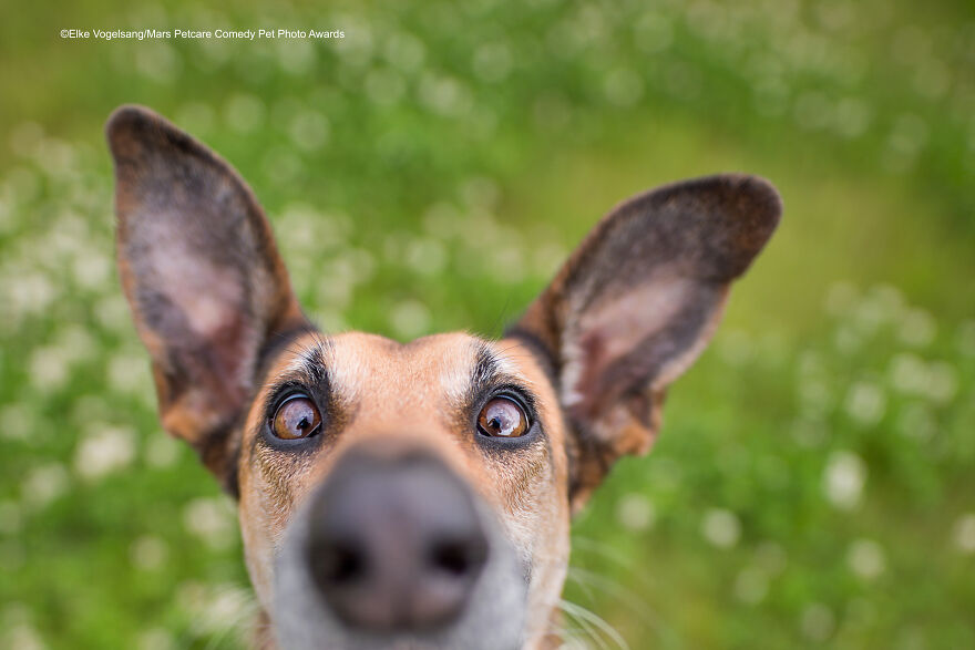 'I'm Down Here, Human!' By Elke Vogelsang