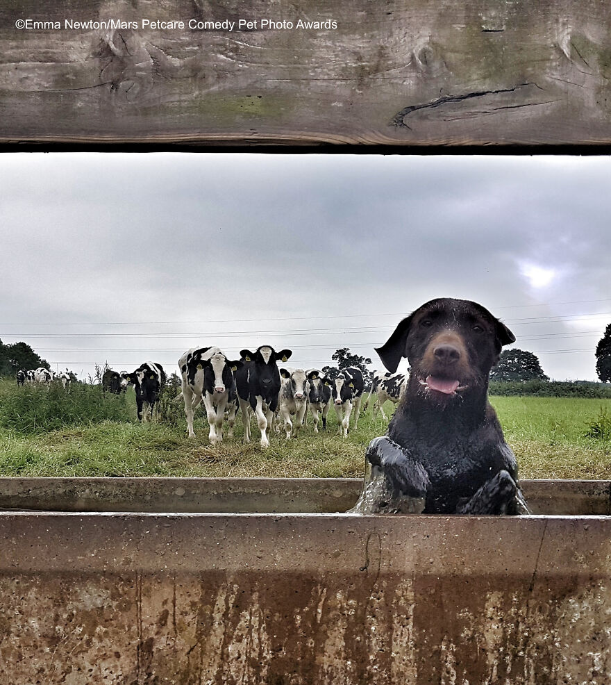 'Matilda Fleeing The Cows' By Emma Newton