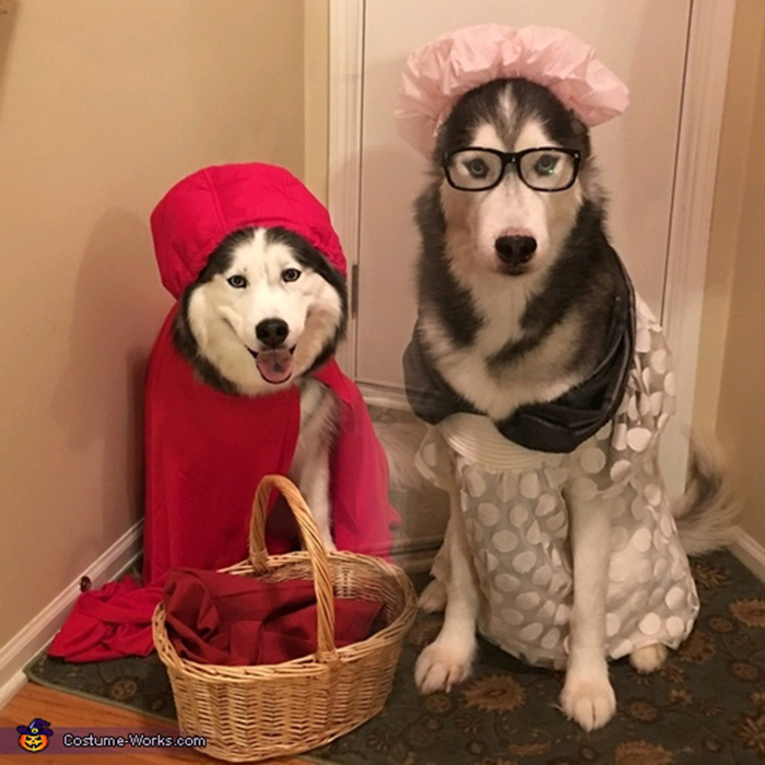 My 2 Siberian Huskies As Little Red Riding Hood And The Big Bad Wolf.