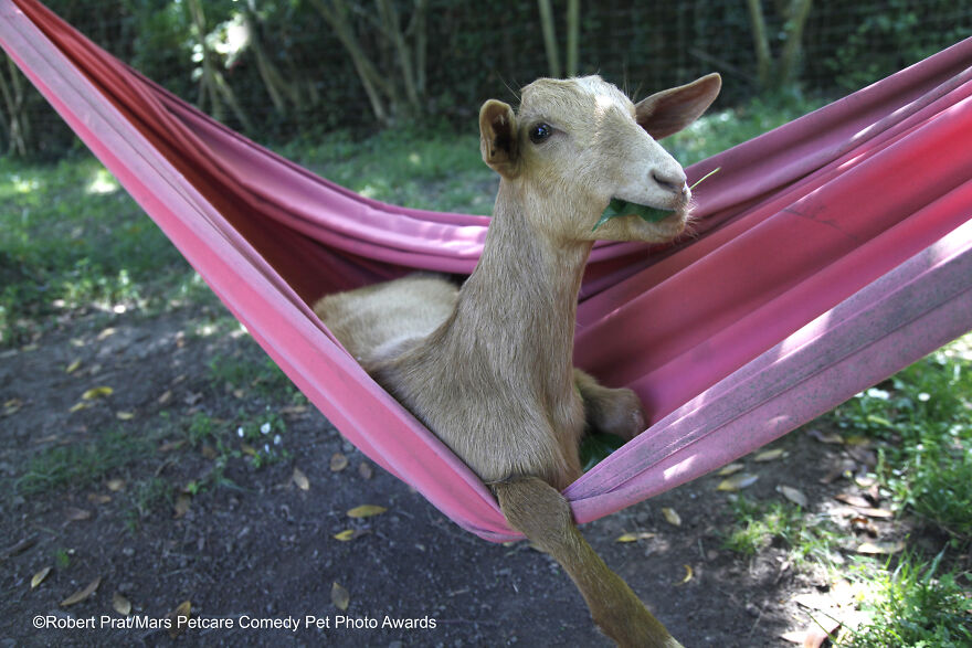 'Goat Relax Time' By Robert Prat