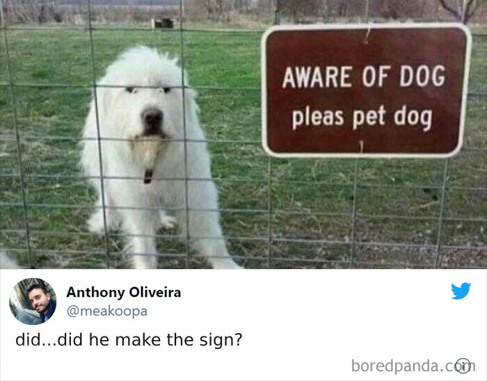 Aware Of Dog Pleas Pet Doggo