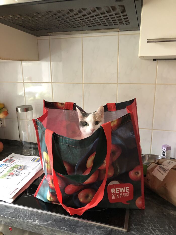 Are We Going To The Store Now?
