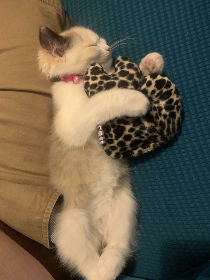Lily Resting Loving On Her Toy.