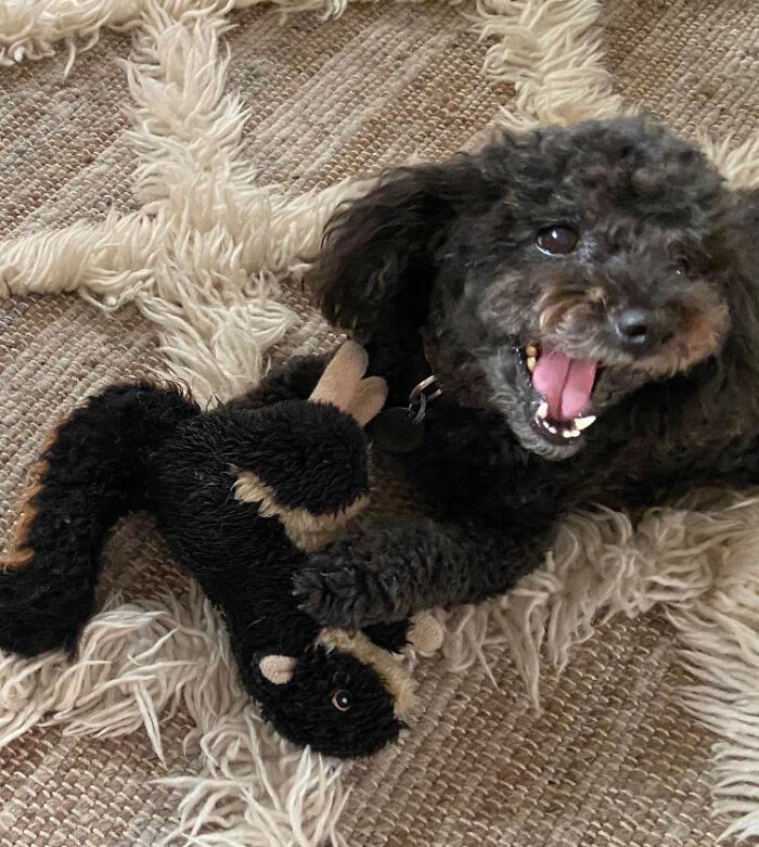 Happy Poodle With His Favorite Toy