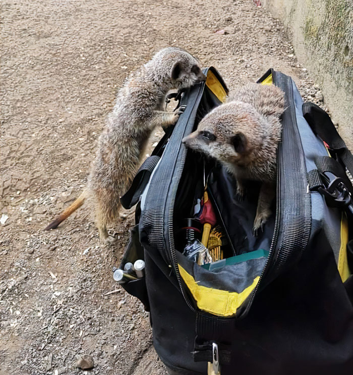 This Dad’s An Electrician In A Zoo And Here’s How He Spent His Morning With A Bunch Of Meerkats