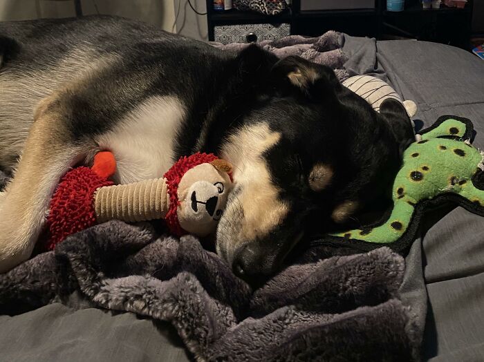 Noodle Passed Out After Playing With His Toys! 🐶