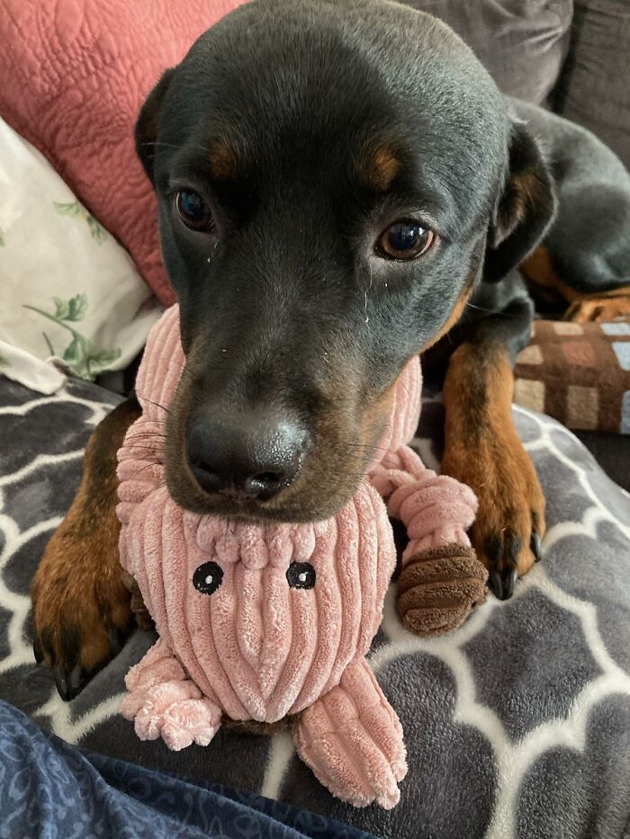 I Posted Mona On This Sub A Year Ago. She Is Still Very Sassy And Very Protective Of Her Piggie Toy.