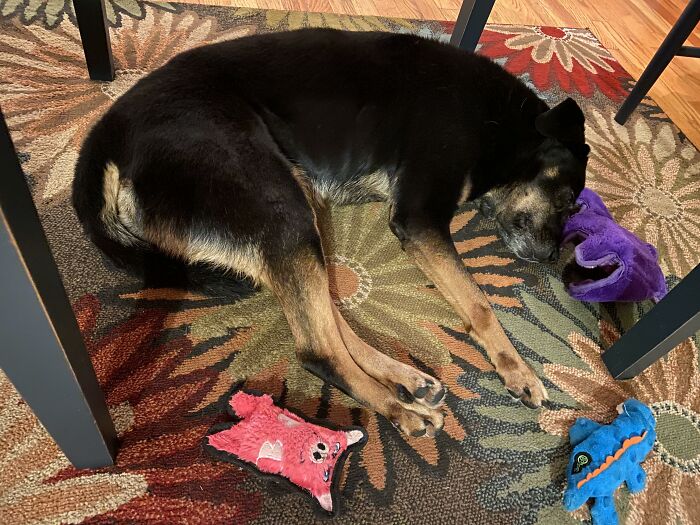 Maximus Always Has To Have His Plush Toys With Him. He Often Uses Them As Pillows Too!