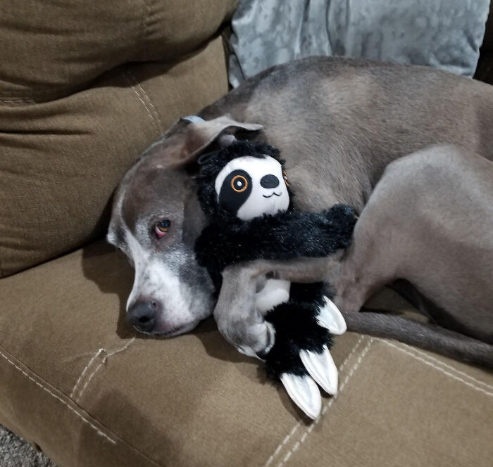 My Son Has Noticed How Old Our Dog Is Getting, So He Tries To Comfort Her With His Stuffed Toy Sloth. She Loves It.
