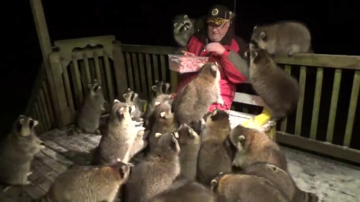 Every Night, This Man Feeds Hot Dogs To This Pack Of Raccoons As Per His Late Wife's Wish