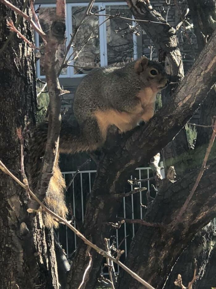 The Fattest Squirrel I Have Ever Seen. He Lives In Our Yard And Eats The Neighbor’s Chicken Feed And Chases Off Any Birds, Bunnies, Or Other Squirrels That Try To Get In His Space