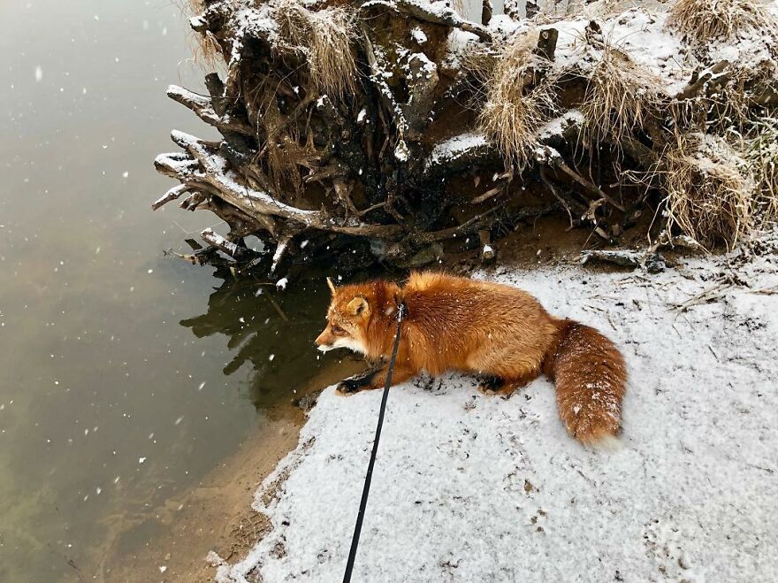 5 Years Ago This Adorable Fox Was Rescued From A Fur Market