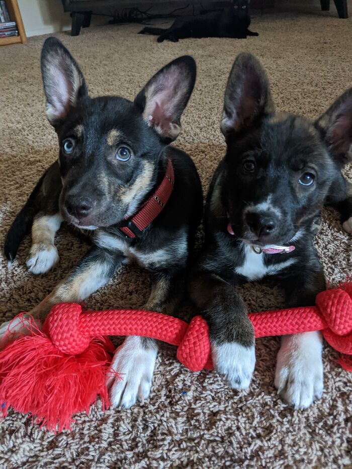 My Puppy Rusty (Red Collar) And His Sister Bella (Pink Collar) Chewing On Their Rope Toy.