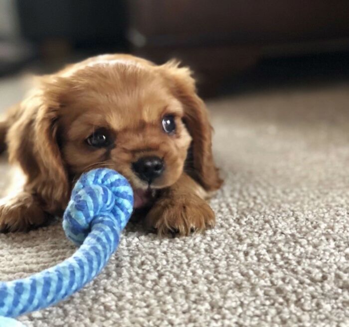 This Is Nico And His Favourite Toy When He Was A Pup.