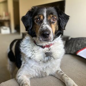 buddythemuttslife