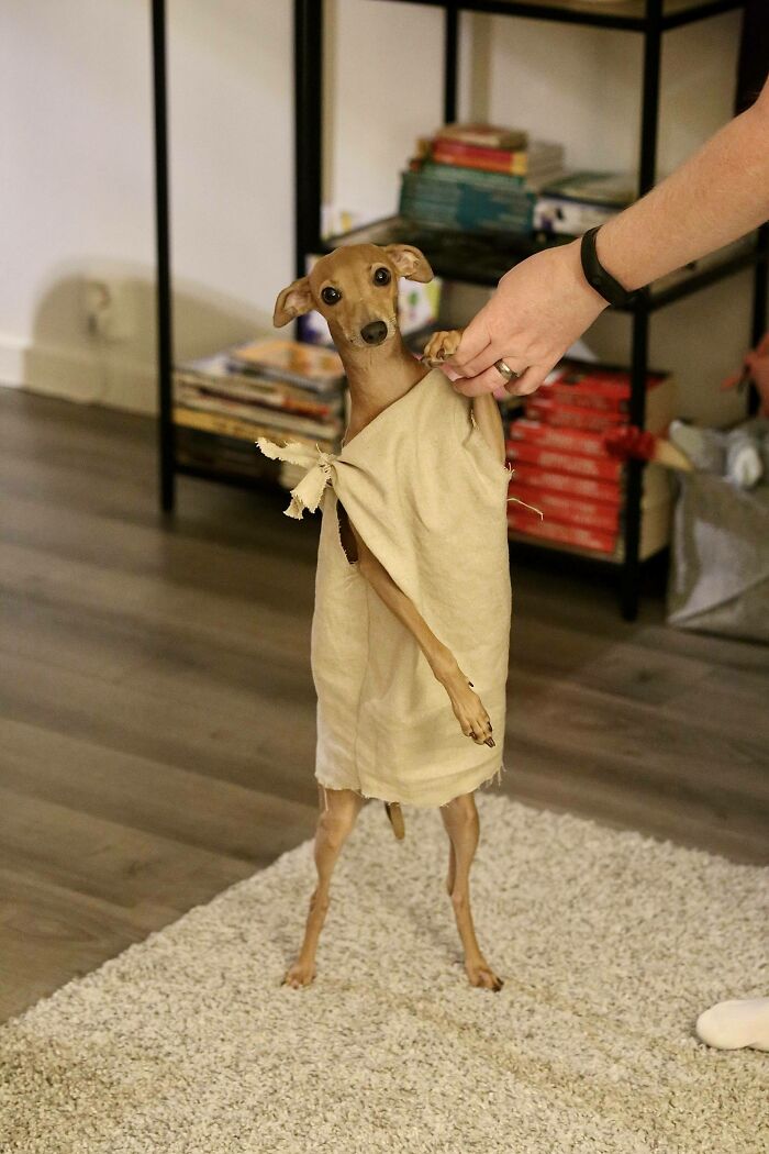 It’s My Dog’s Birthday Today. Here She Is Dressed Up As Dobby For Halloween