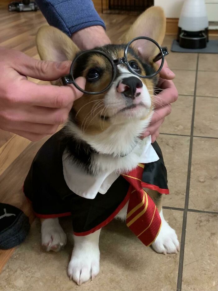 Working On Our Halloween Costume. Just Need To Work On Wearing Our Glasses