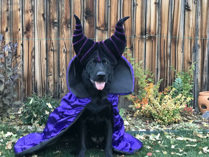 Maleficent The Dragon Witch