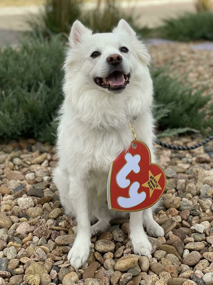 My Dog Is A Beanie Baby For Halloween