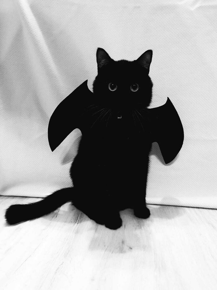 When Black Cats Prowl And Pumpkins Gleam, May Luck Be Yours On Halloween