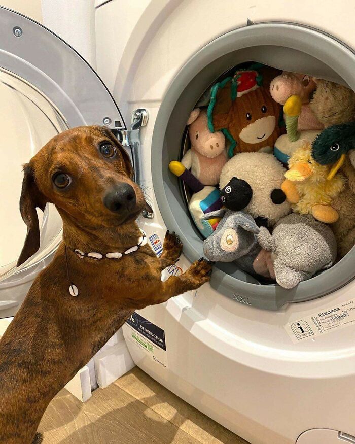 "Do My Toys Really Need A Bath, Mom?"