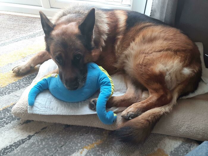 A Smelly Boy And His Dinosaur Toy