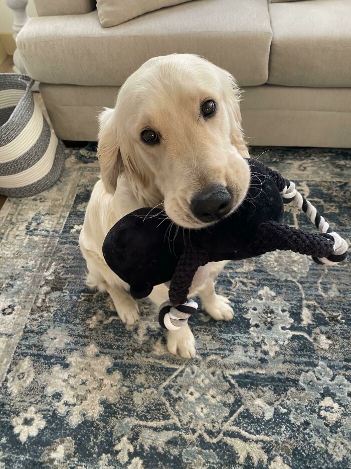 Malfoy Likes To Bring People His Monkey Toy When He Is Happy
