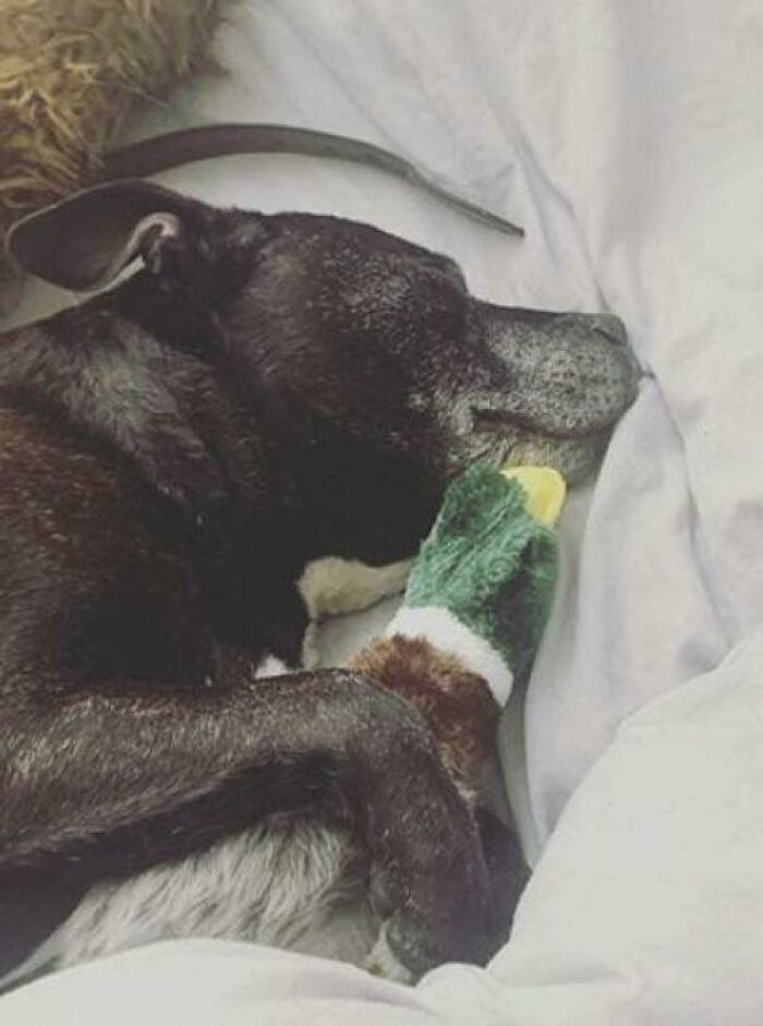 My 14 Year Old Staffordshire. He’s Never Liked Toys But He Loves This Duck