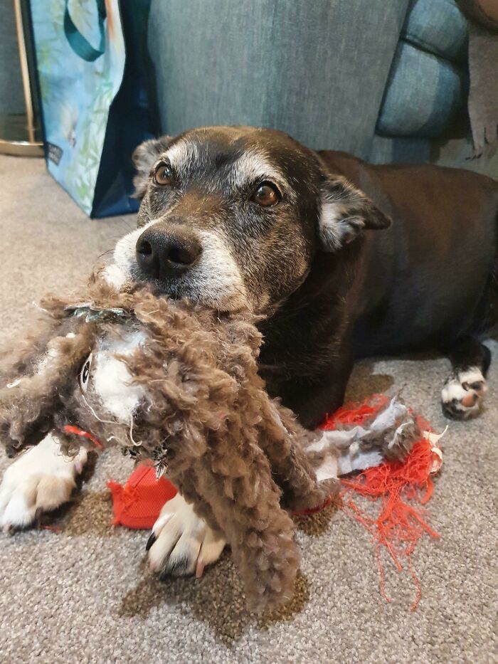 Best Girl Turns 10. Destroyed 3 Toys In Under 2 Hours And Ate Cake