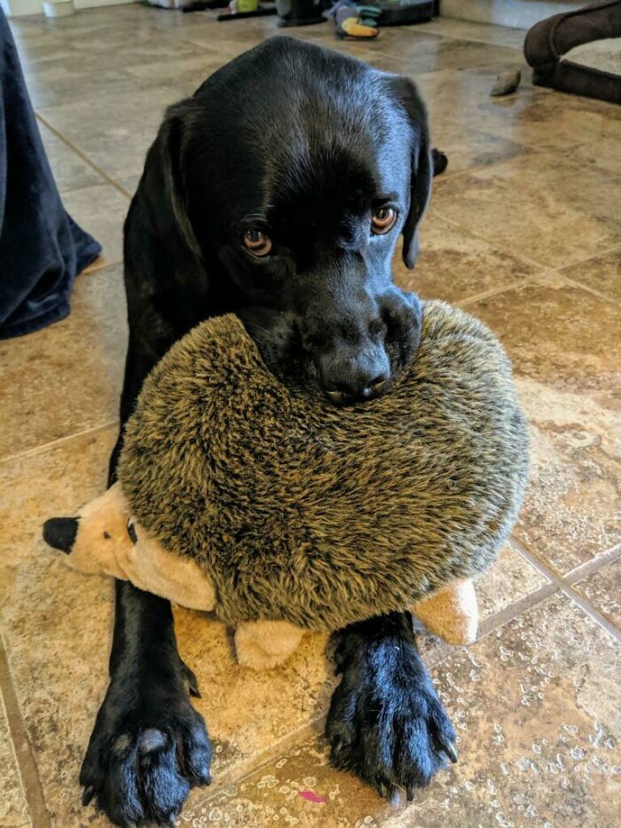 This Is My Favorite Toy. I Brought It To You Because I Love You