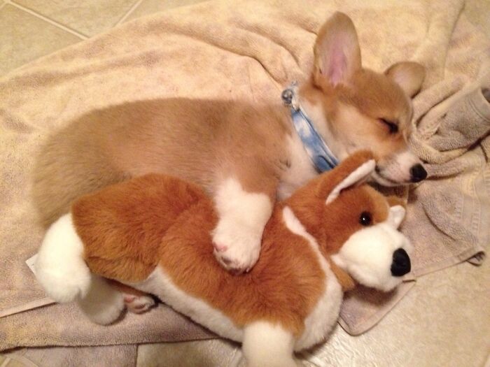Sleeping Baby Corgi With His Toy