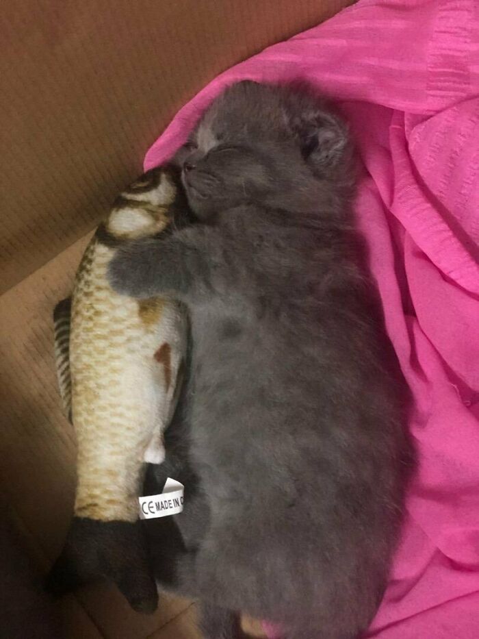 A Kitten With His Pillow