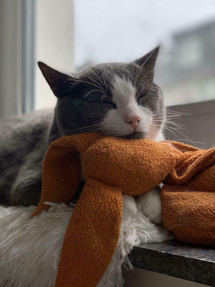 Rainy Afternoons Are Spent Best Napping With Your Favorite Toy