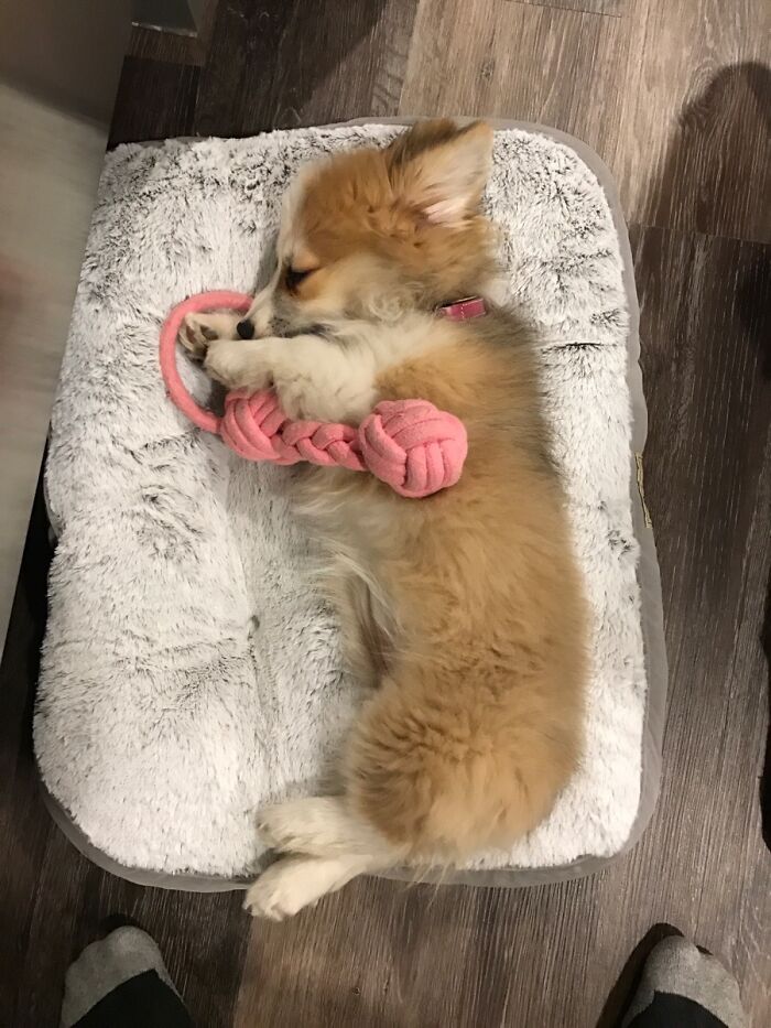 Nothing Helps Chelsea Our Corgi Pupper Sleep Like A New Bed And Her Favorite Toy