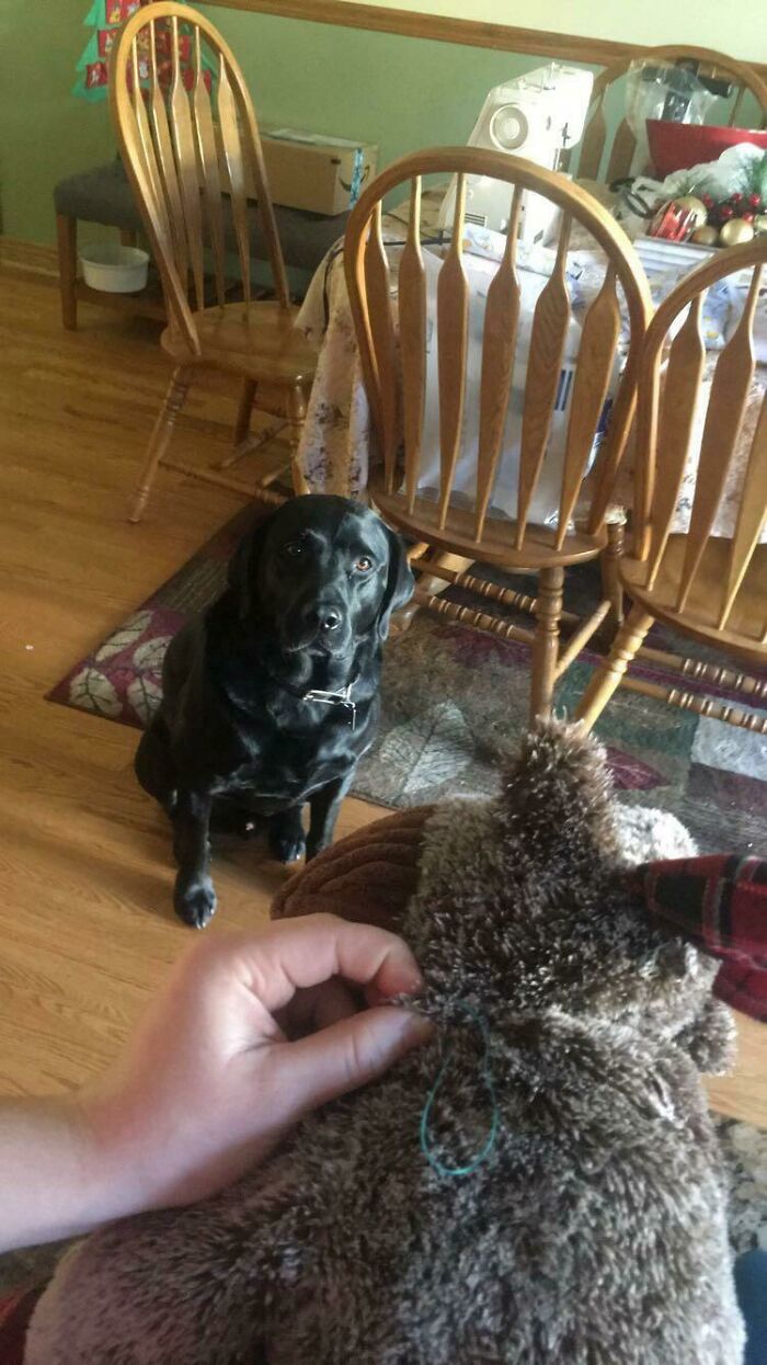 Boomer Is Nervously Waiting For Me To Fix His Favorite Toy