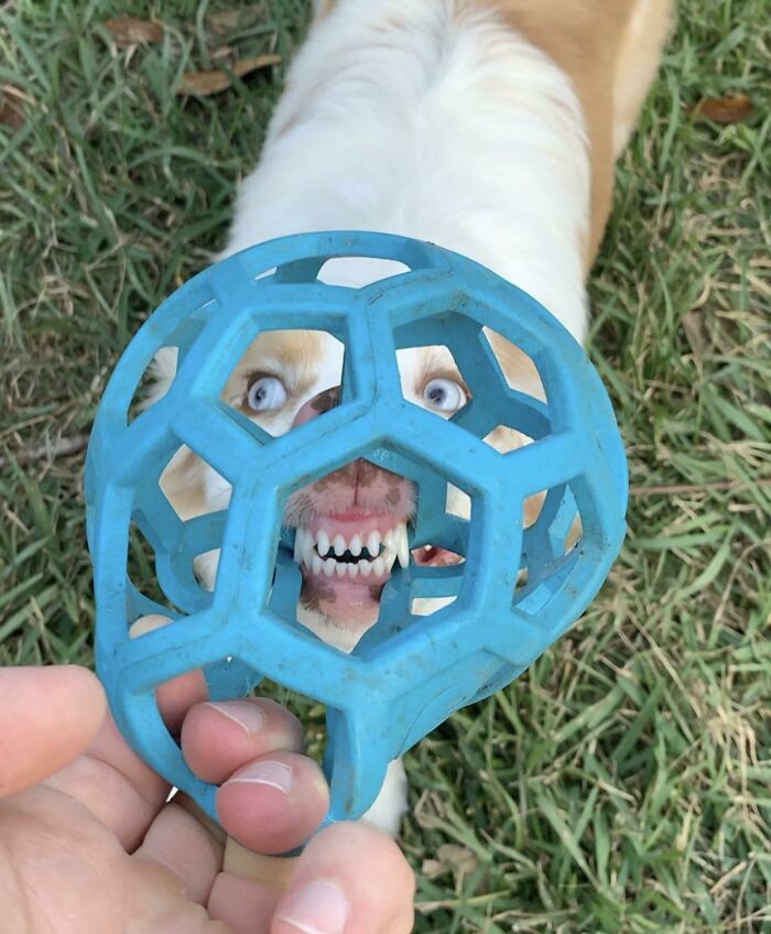 My Dog's Face Through Her Favorite Toy