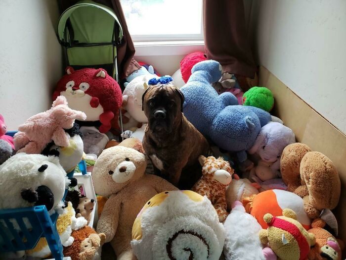 My Parents Bullmastiff Never Chews On Any Of Her Toys And Shows Them Off To Anyone That Comes Over