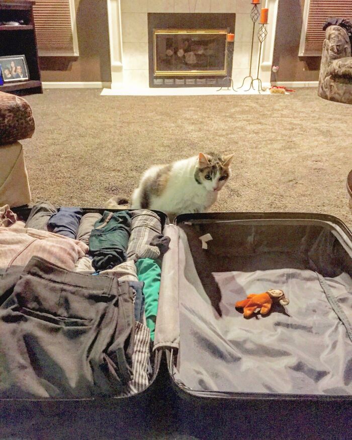 Every Time I Pack A Suitcase She Has To Lay In It. Every Time. This Time, She Decided To Pack Me A Toy