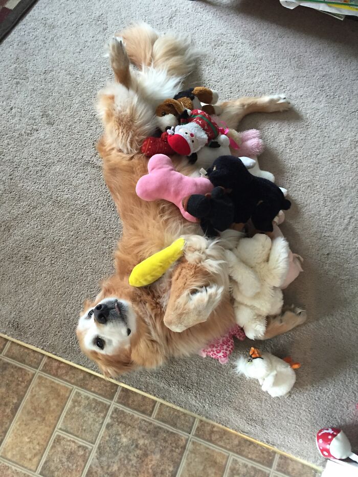 My Grandma's Dog And Her Toys, She Has Never Torn Apart One And My Grandma Washes Them For Her