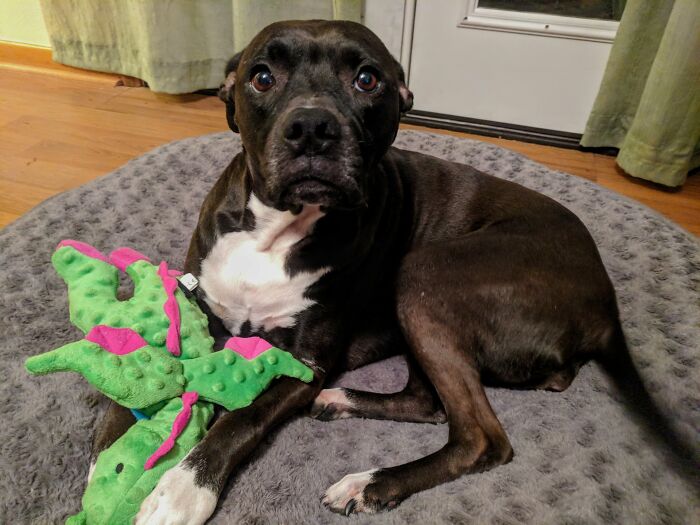 After 7 Years Of Buying Her Stuffed Toys That She Completely Destroys Within A Couple Days, I Finally Found Her One That She Absolutely Loves. She's Had Her Dragon For Few Months Now And Cuddles It Every Chance She Gets