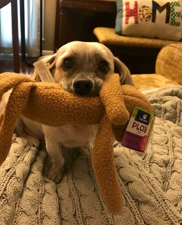 This Is My Good Boy, Pepper, With His New Toy