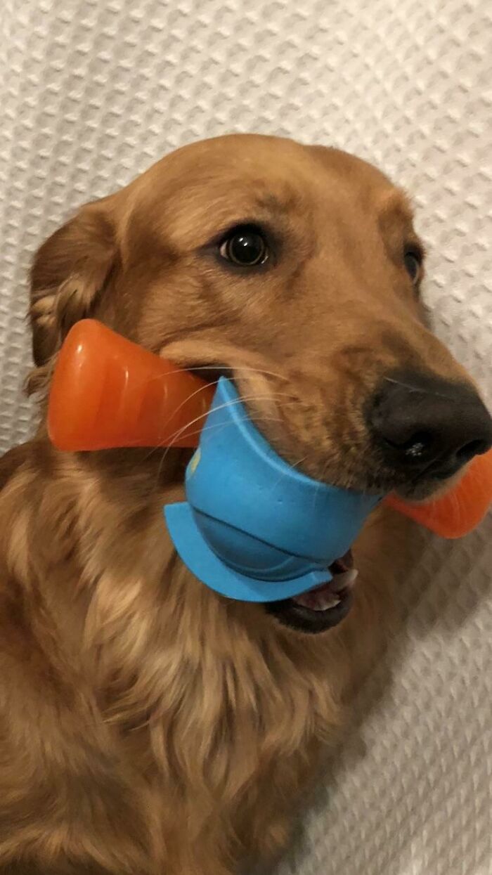 Ladies And Gentlemen! He Finally Did It! After 11 Months On This Earth My Boy Moose Got Two Toys In His Mouth At The Same Time! He Was So Proud Of Himself