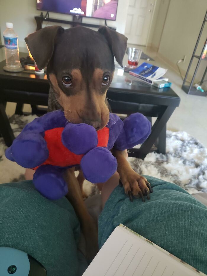 We Rescued Him A Month Ago From The Humane Society. He Has Finally Started To Bring His Toys To Us For Play Time! His Name Is Kona