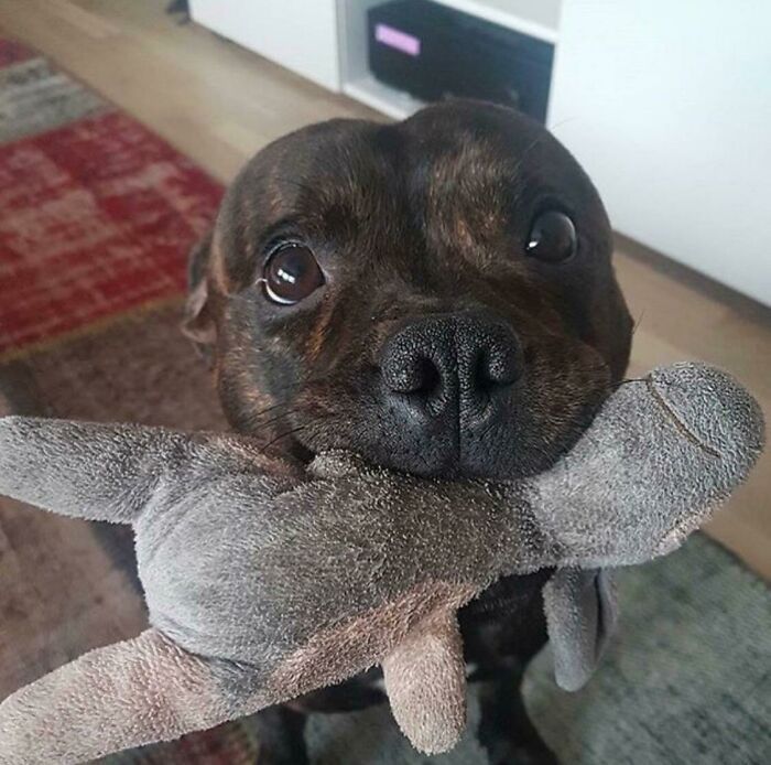 His Favourite Toy