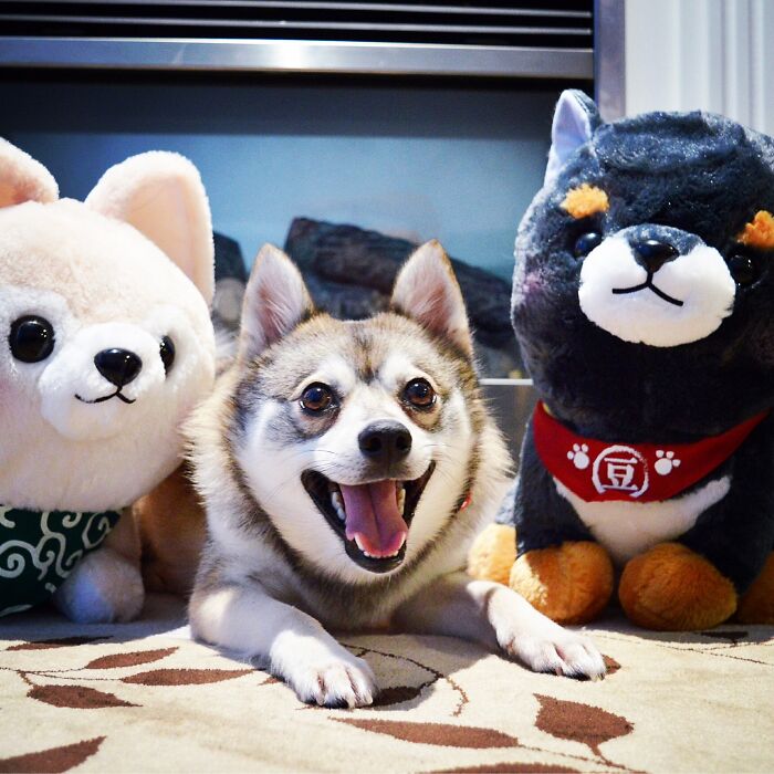 He Loved These Huge Shiba Plushes That We Brought Back
