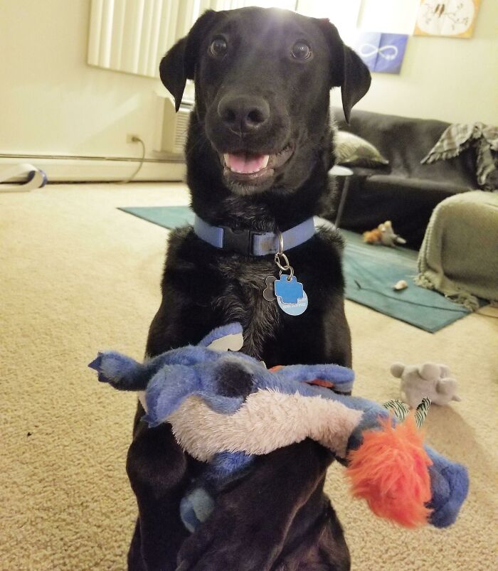 He Loves His Dragon Toy And Wants To Show It Too You