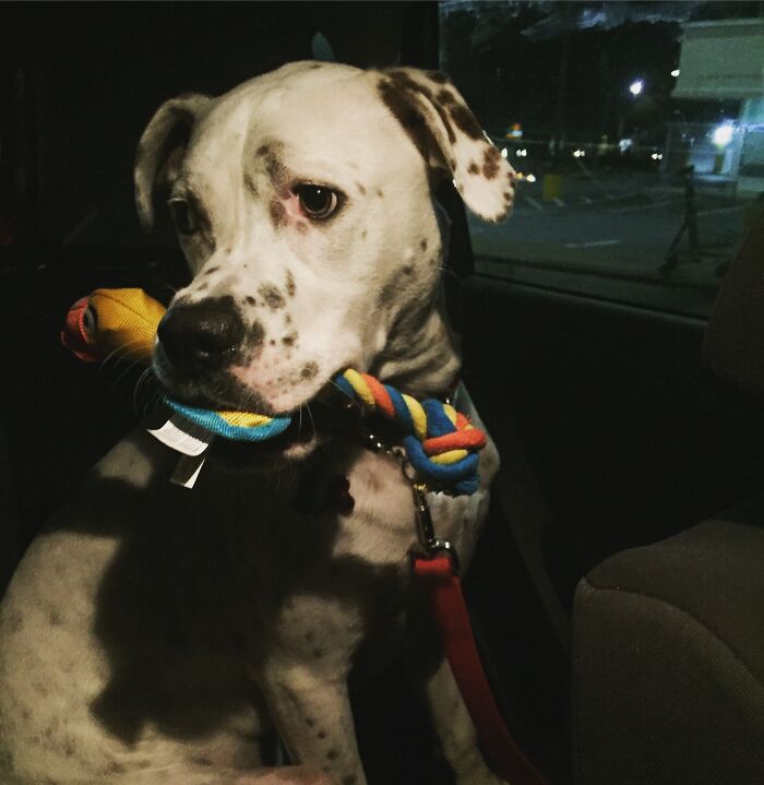 Random Stranger Saw My Dog In The Car, Asked To Pet Him, Then Said Merry Christmas And Handed Him A Newly Bought Toy From His Own Groceries. Best Show Of Holiday Spirit I've Ever Seen
