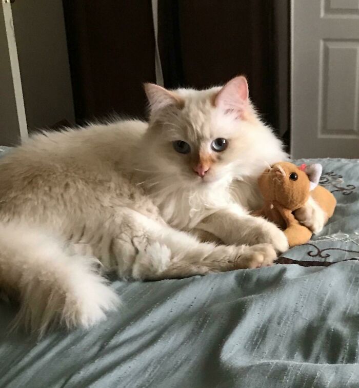 My Cat Has A Stuffed Kitten Toy That He Treats Like His Baby And Grooms