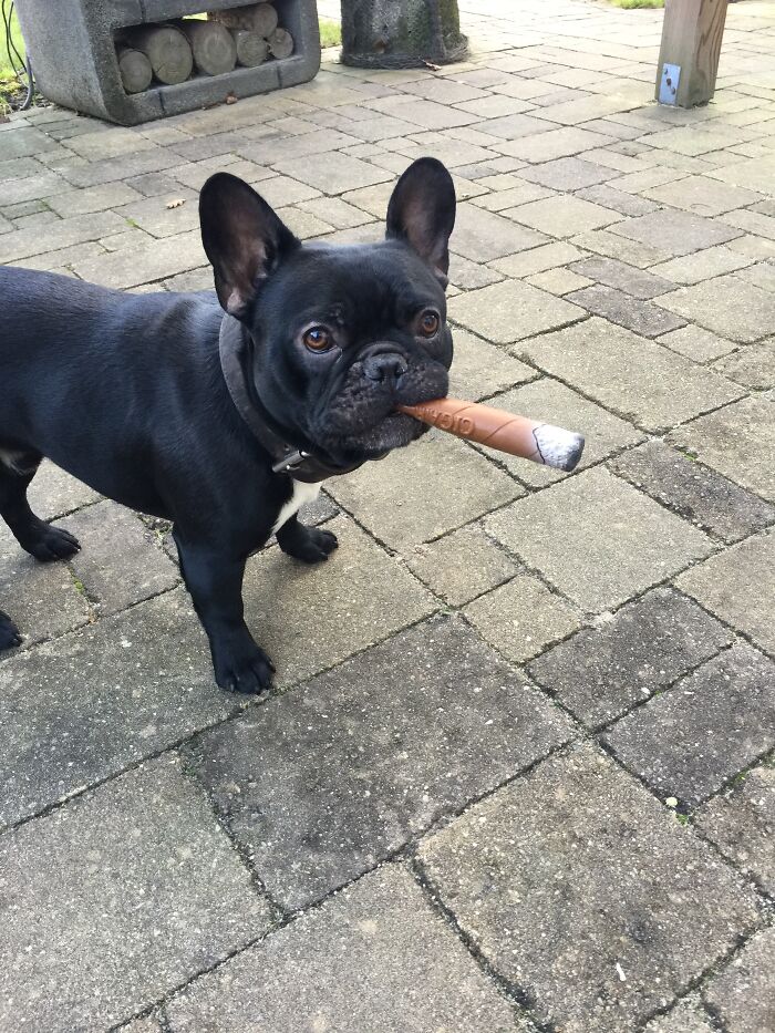 My Sister In Laws Dog With His Toy Cigar